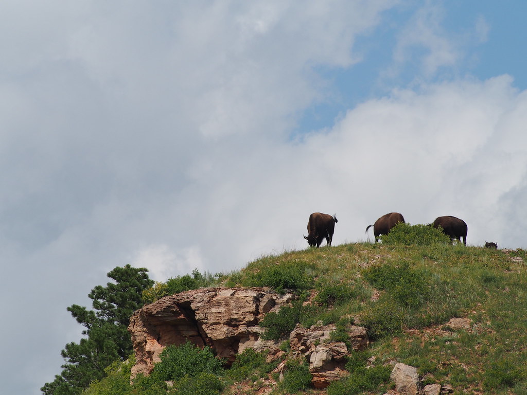 Three brown cows standing on a rocky hillside, cloudy blue sky behind them,