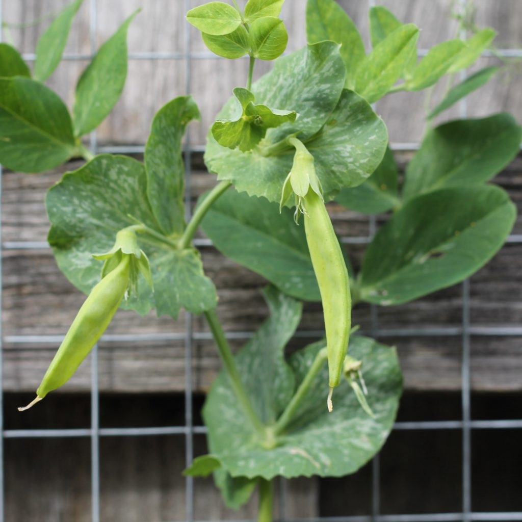 Image of snow pea plants, leaves and two pods, on a wooden fence with square metal trellice.