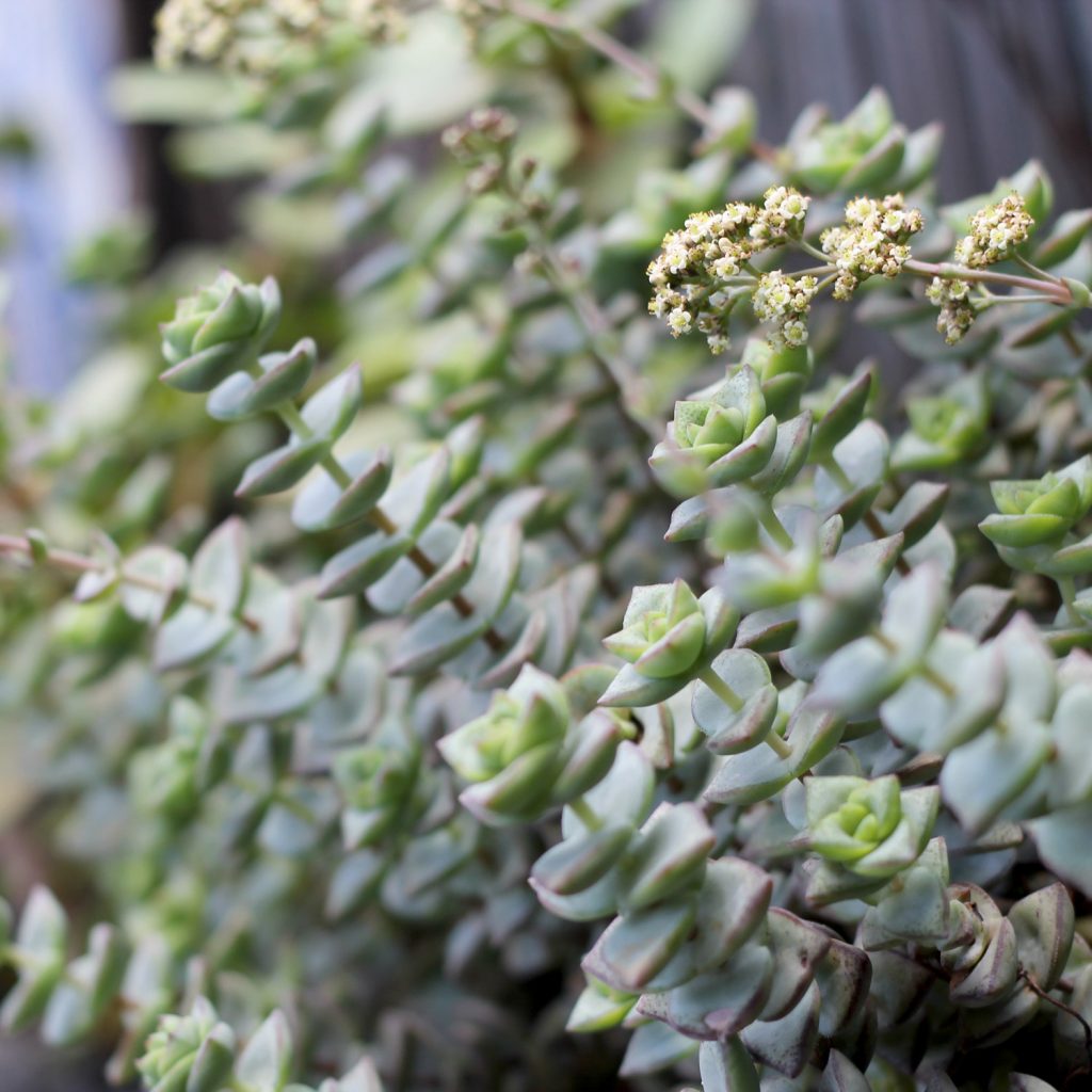 Photo of succulent leaves, small diamond shaped, with a few small cream flowers.