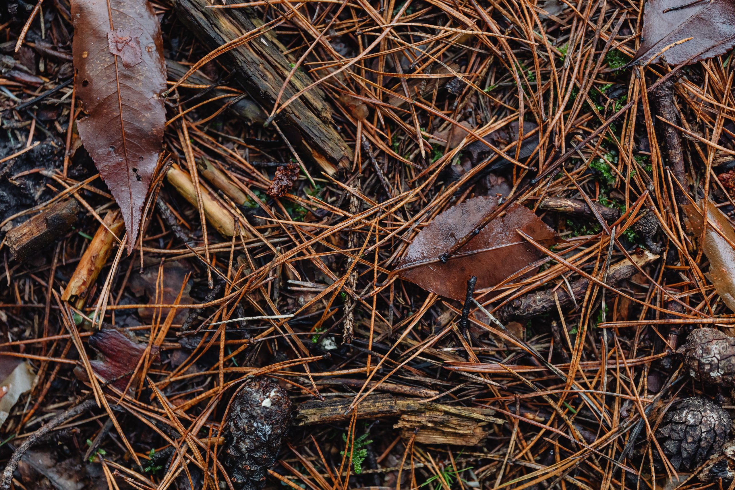 Brown pine needles on a forest floor, with some leaves and pine cones.