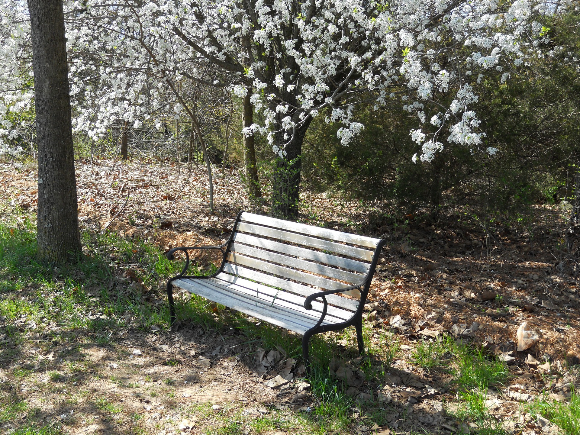 an empty wooden park bench sits under a tree flowering with white blossoms