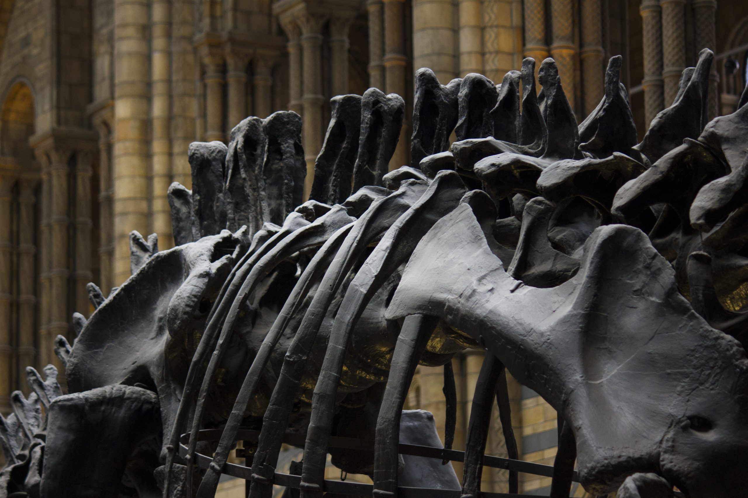 close up of a dark dinosaur spine in the foreground, with a background of stone architecture
