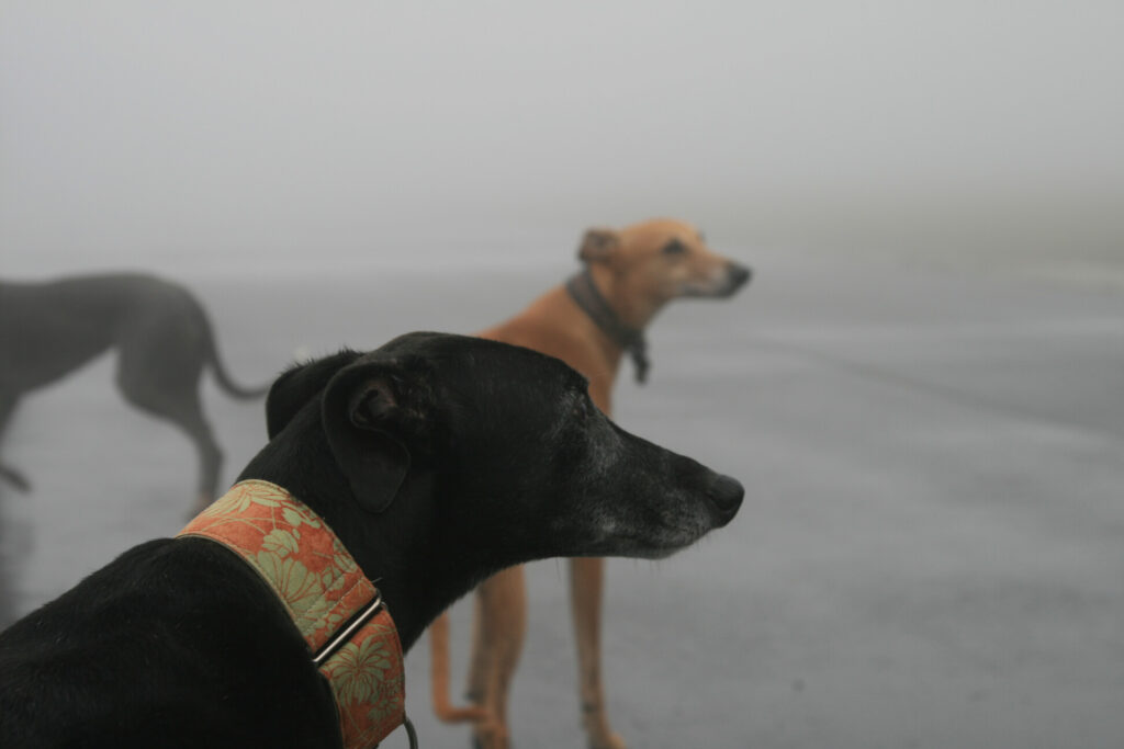 greyhounds staring into the distance against a foggy, concrete path for the background