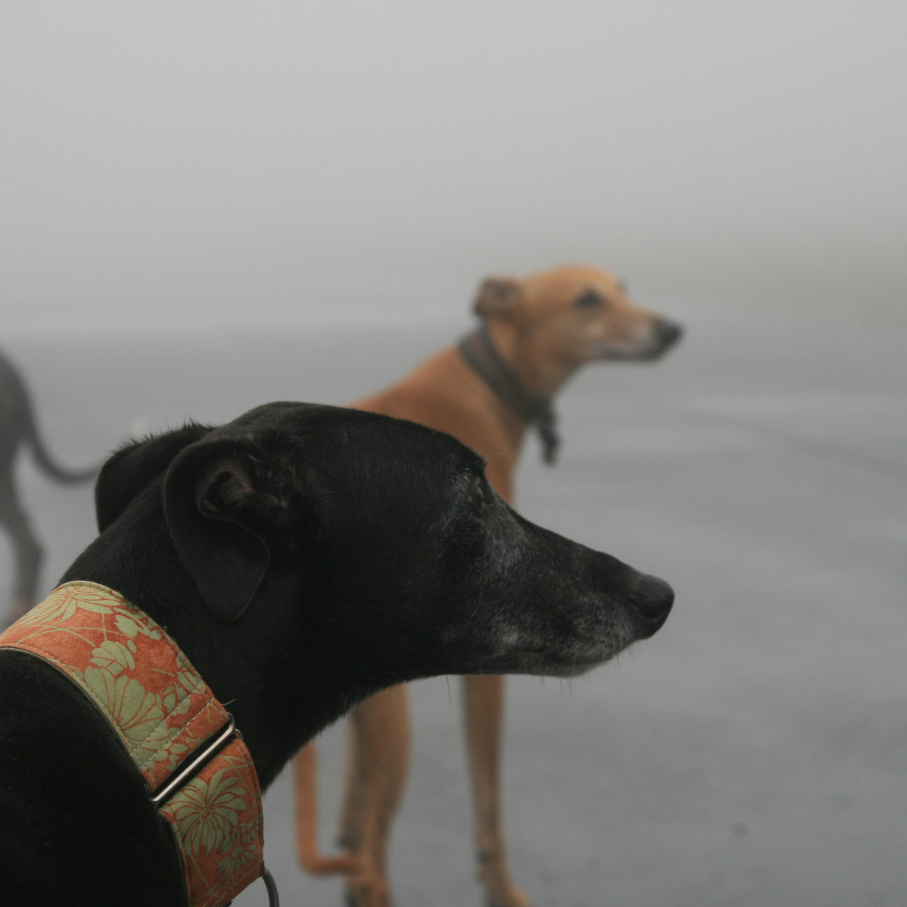 greyhounds staring into the distance against a foggy, concrete path for the background