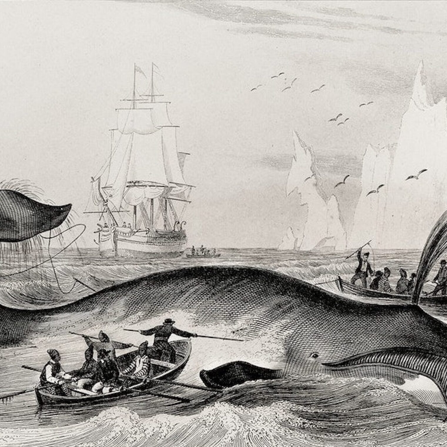 An old drawing of a whale being attacked by men on boats