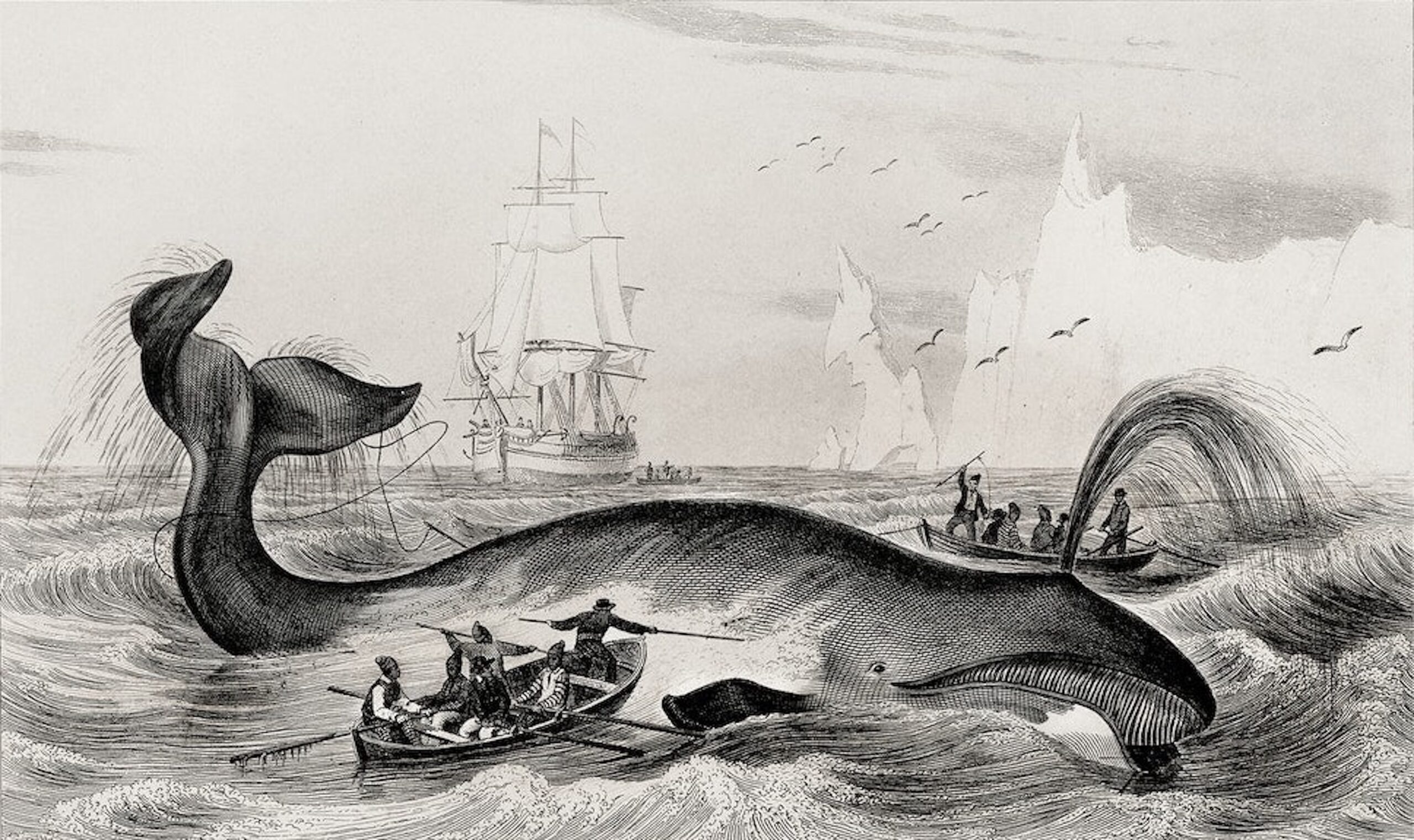 An old drawing of a whale being attacked by men on boats