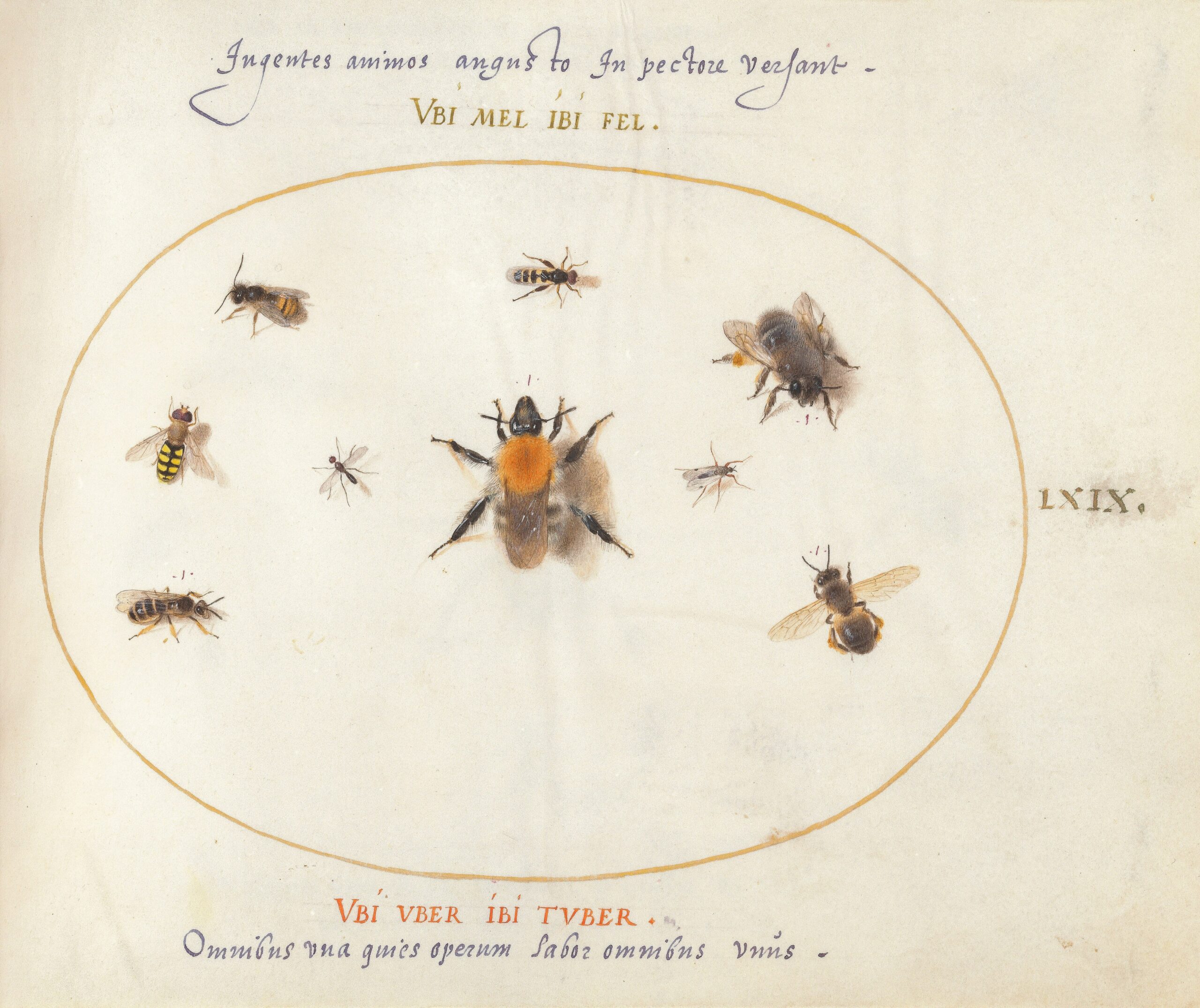 nine bees and other insects